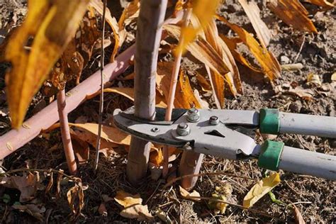 How to Prune Blackberries | Gardener’s Path