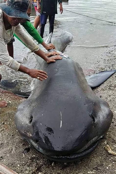 Megamouth Shark Habitat