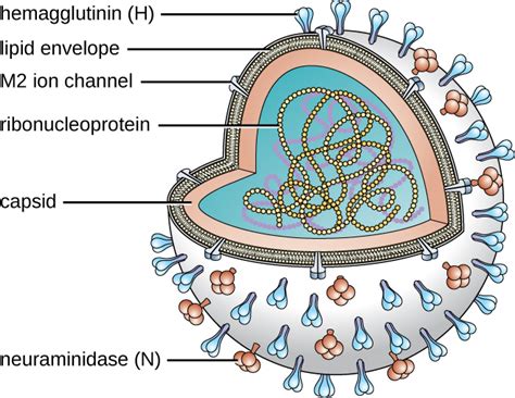 Common Cold Virus Structure