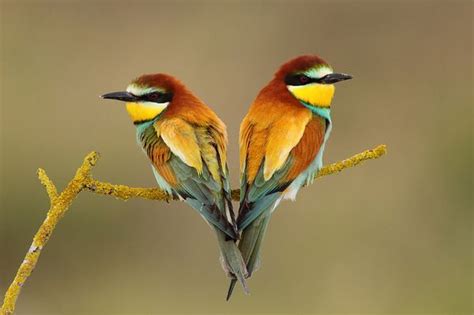 1001Archives: Amazing Birds Photography