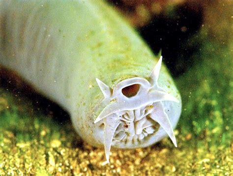 Hagfish – "OCEAN TREASURES" Memorial Library