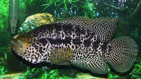 Jaguar Cichlid: Info with Care Details and Pictures