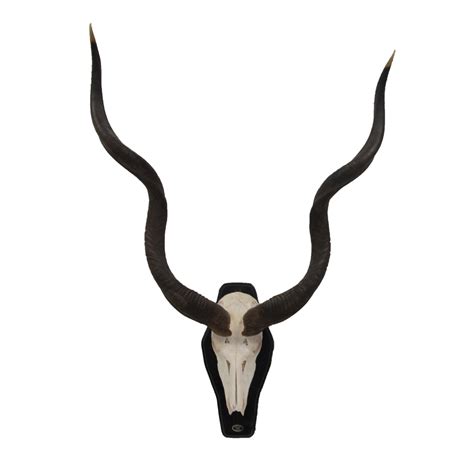 Greater Kudu Skull & Horns - Taxidermy Mounts for Sale and Taxidermy Trophies for Sale!