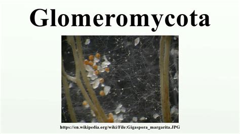 Life Cycle Of Glomeromycota