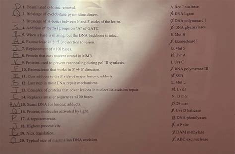 Solved 1. Deaminated cytosine removal. 2. Breakage of | Chegg.com