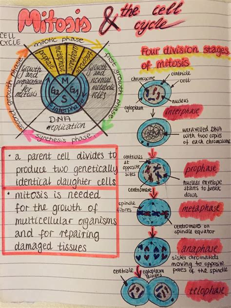 Mitosis and the cell cycle | Biology lessons, Biology classroom, Learn ...