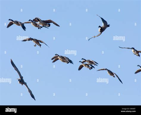 Canada Goose Flock Stock Photo - Alamy