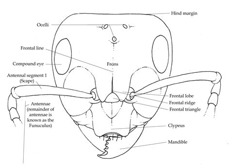 Ant anatomy for Beginners - Lizzie Harper