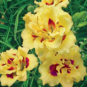 Little Miss Manners Reblooming Daylily | Breck's