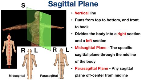 Sagittal Plane Movements