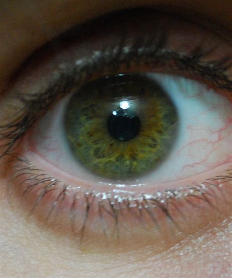 File:Hazel green eye close up.jpg - Wikimedia Commons