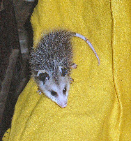 Newark USA: Baby Possum in the House