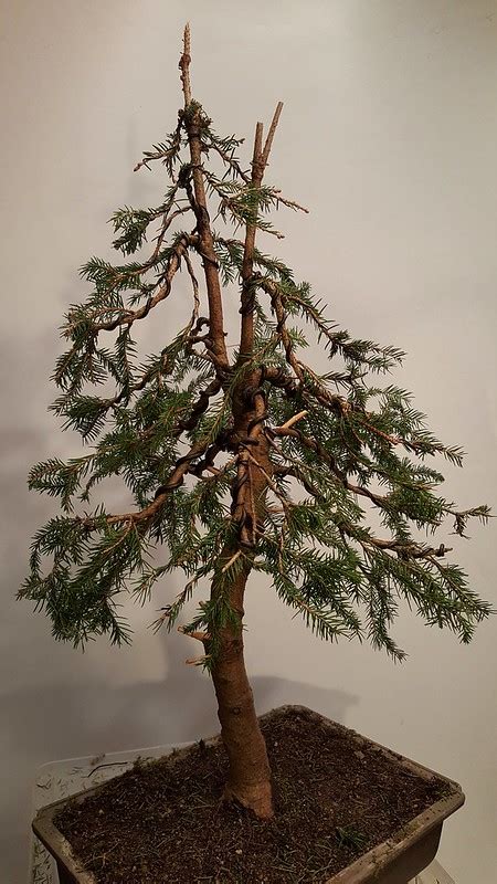 Norway Spruce | Bonsai Nut