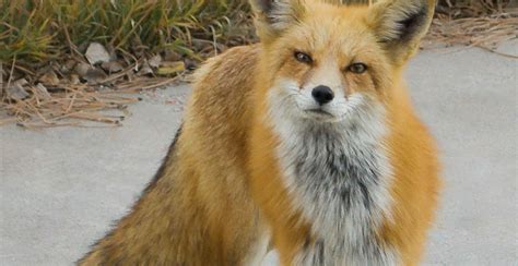 Sierra Nevada Red Fox Now Protected After U.S. Wildlife Agency Declares Them Endangered