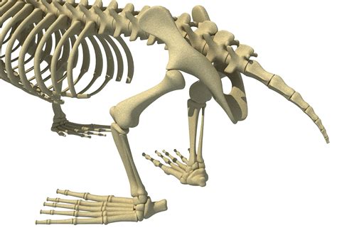 Sea Lion Skeleton 3D Model – 3D Horse