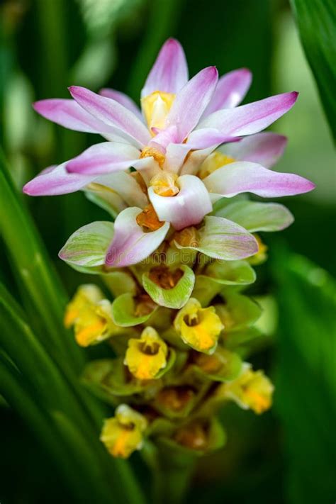 View of Soft Flowering Wild Turmeric Curcuma Longa Plant Stock Image - Image of blossom ...