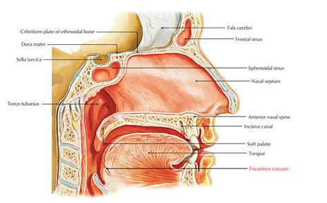 Cecum Anatomy - Anatomy Reading Source