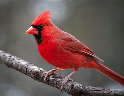 Cardinal Bird Wallpaper (52+ pictures) - WallpaperSet