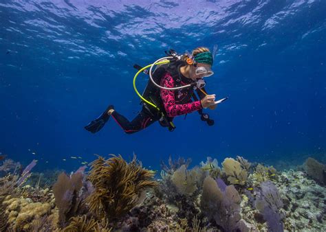 The Best Snorkeling Spots In Biscayne National Park – DesertDivers