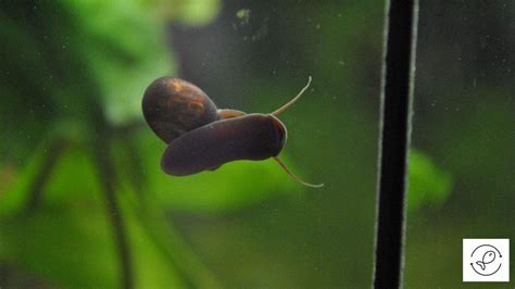 Are Aquarium Snails Dangerous To Humans, Plants, Fish, Etc.?