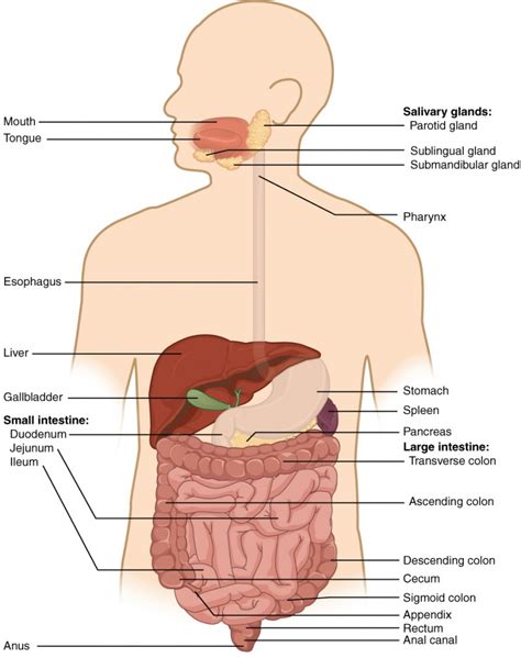 Overview of the Digestive System | Anatomy and Physiology II