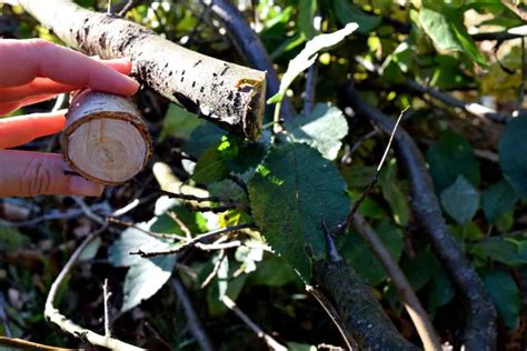 How To Prune A Plum Tree For Better Harvests