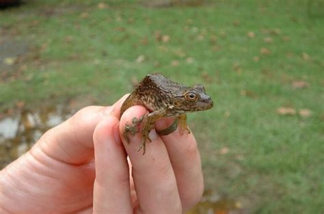 Baby Bullfrog Care: Facts You Need to Know - AMPHIPEDIA