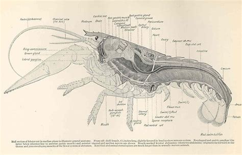 "Vintage Lobster Anatomy Diagram (1911)" Poster by BravuraMedia | Redbubble