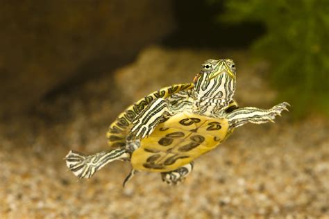 A Guide to Caring for Red Eared Slider Turtles as Pets