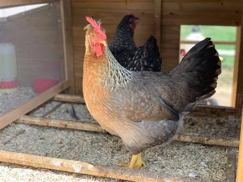 Olive Egger Chickens - Chicks for Sale | Cackle Hatchery®