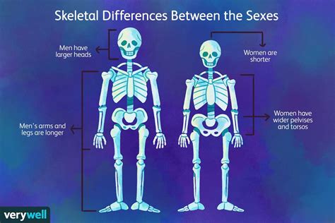 Female Vs Male Skeleton