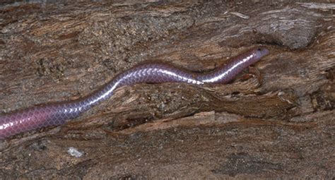 Texas Blind Snake Facts and Pictures | Reptile Fact