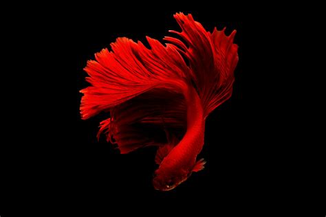 Red Betta Fish · Free Stock Photo