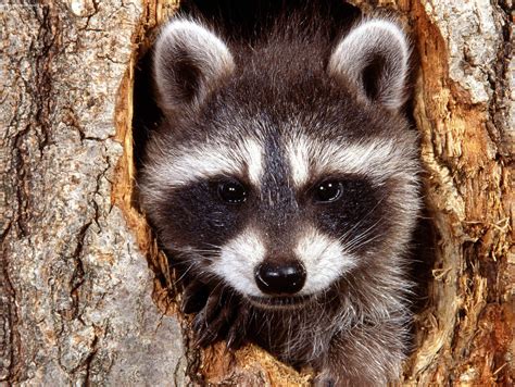 Cute-Raccoon-HD-Wallpaper - Church of the Apostles, Lancaster, Pa