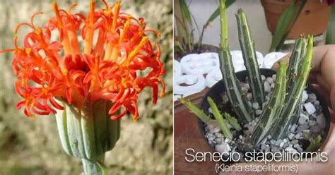 Pickle Plant Care Tips: Growing The Senecio Stapeliiformis