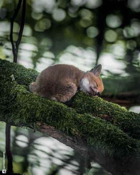 Baby fox sleeping on a branch : aww