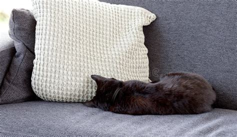 Black cat sleeping on sofa stock image. Image of animal - 144472721