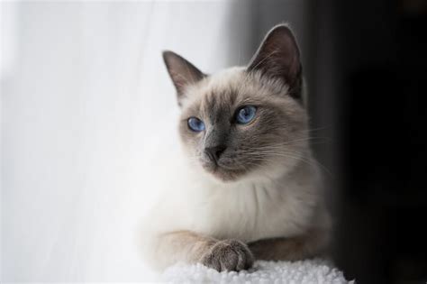 Thai / Old Style Siamese Cat Breed: Size, Appearance & Personality