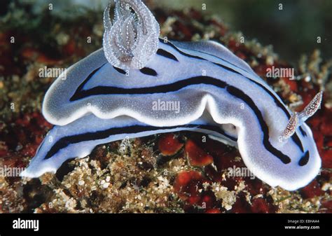 sea snail (Chromodoris willani Stock Photo - Alamy