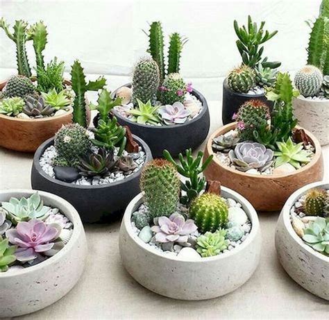 Indoor Succulent Dish Garden Ideas | Types Of Succulent Plant