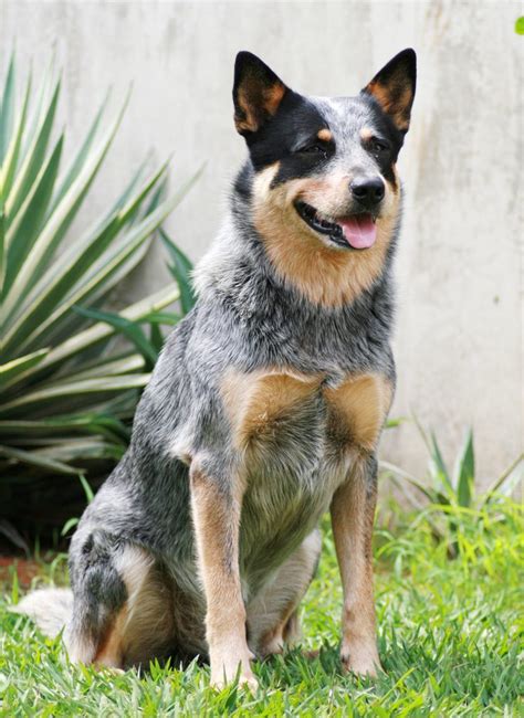 Blue Heeler Names - 200 Brilliant Ideas For Australian Cattle Dog Puppies