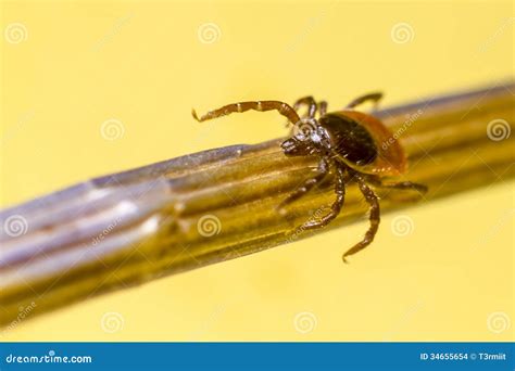 The Wood Tick ( Ixodidae) stock photo. Image of outdoor - 34655654