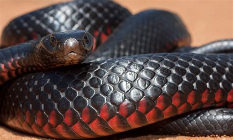 Red-bellied black snake - Australian Geographic