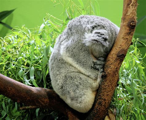 Sleeping Koala Bear Photograph by Cathy Harper - Pixels