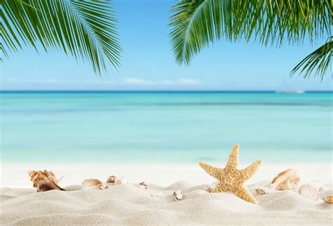 Laeacco Tropical Sea Beach Starfish Shell Coral Sand Palm Tree Holiday Scenic Photo Background ...