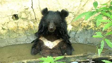 Moon bears and wildlife rescue hotline on 'Born to be Wild' | Public Affairs | GMA News Online