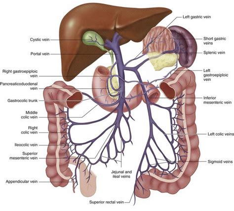 Pelvic Veins Anatomy - Human Anatomy