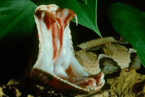 81 best images about Gaboon viper longest fangs on Pinterest | In las vegas, Python and Snake skin