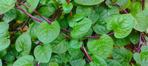 The Binahong Plant (anredera Cordifolia) is Known As a Herbal Medicinal Plant Stock Image ...