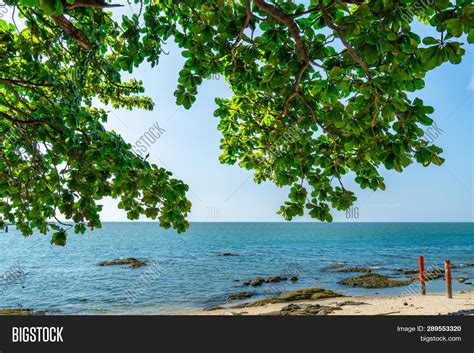 Umbrella Tree Sand Image & Photo (Free Trial) | Bigstock